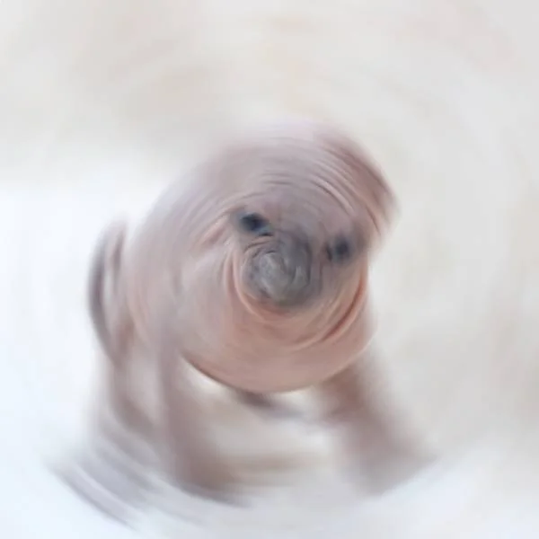 SCP-019-2 개체 표본 - 항아리에서 출현하는 소형 인간형 공격적 생명체