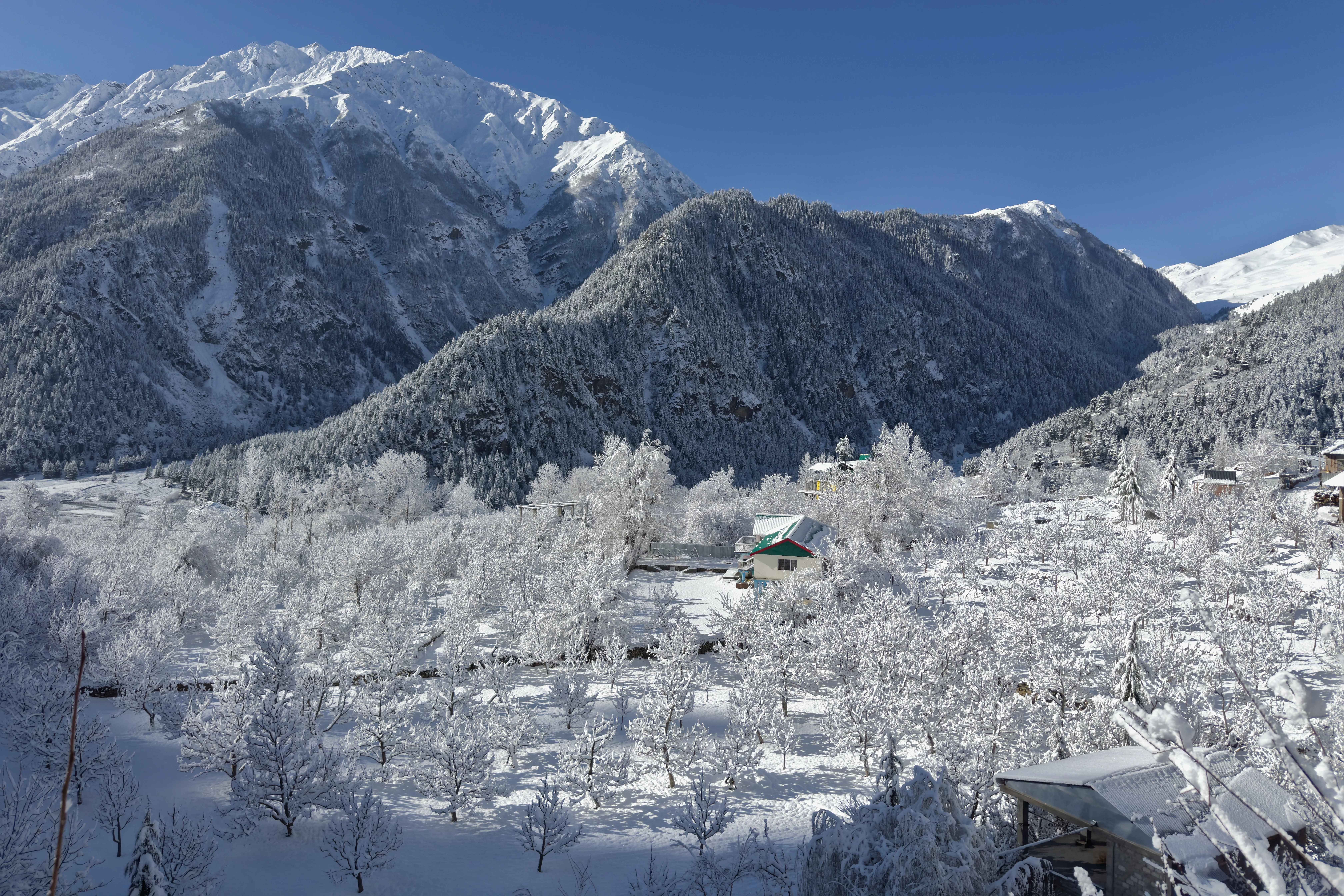 SCP-038 복제 나무 - 눈 덮인 과수원의 사과나무