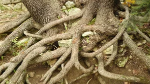SCP-1512 얽힌 뿌리형 덩굴 구조 - 복잡하게 꼬인 유기체 덩굴이 뒤엉켜 있는 모습