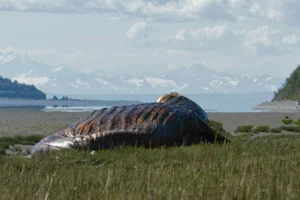 SCP-682 죽일 수 없는 파충류 - 염산 침수 격리에서 탈출 직후 손상된 상태의 모습