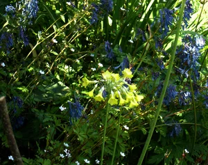 SCP-046 - "포식성" 호랑가시나무 덤불 ("Predatory" Holly Bush)