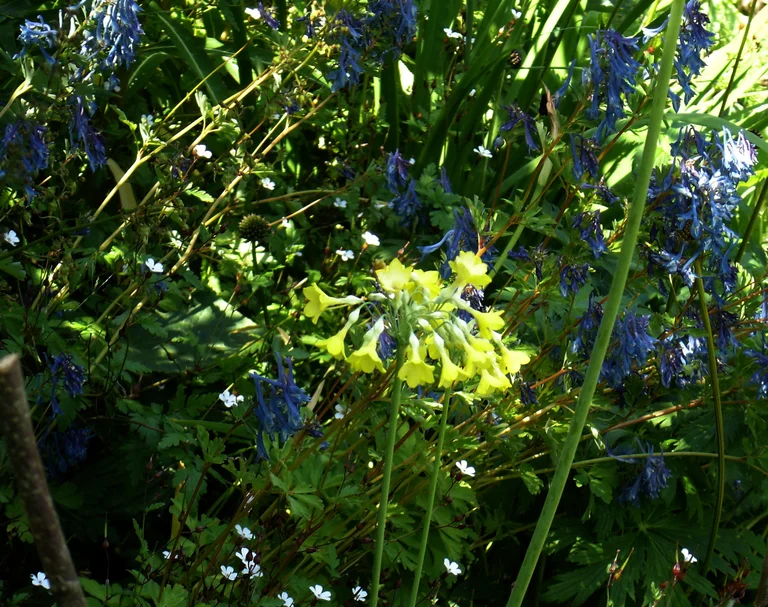 SCP-046에서 크게 뻗어 나온 덩어리. 주로 푸른 현호색(blue corydalis)으로 이루어져 있다.